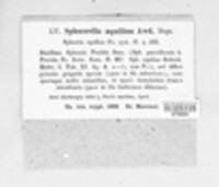 Mycosphaerella aquilina image
